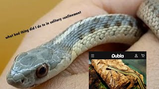 Dubia. Com garter snake care guide revew by Homestead reptiles 96 views 2 months ago 4 minutes, 49 seconds