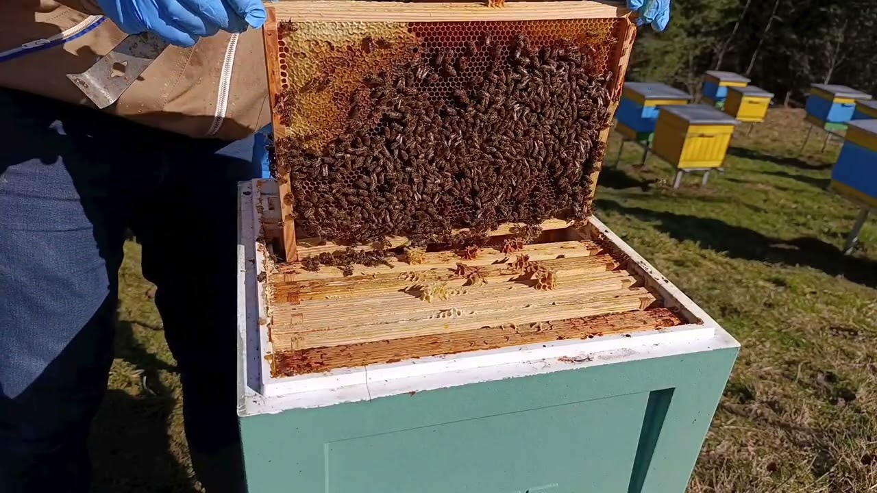Pierwsza kontrola rodzin po zimie . Szybki przegląd wiosenny . 