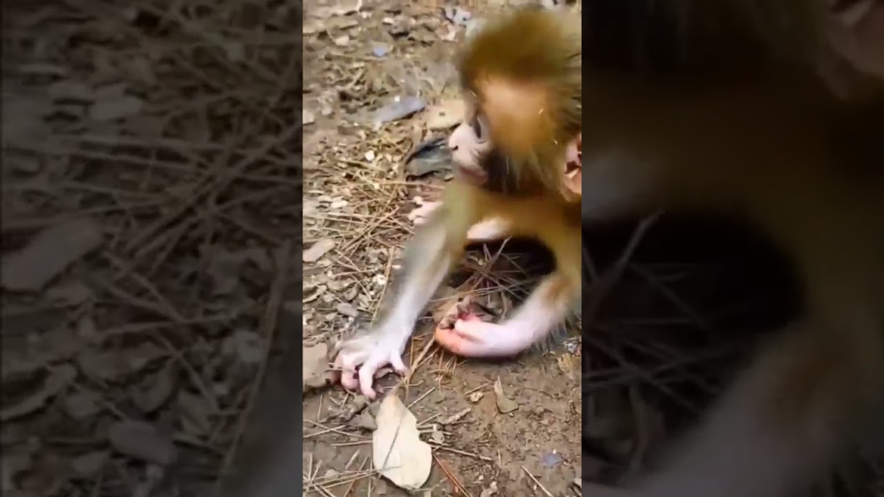 monkey lover 💞।।