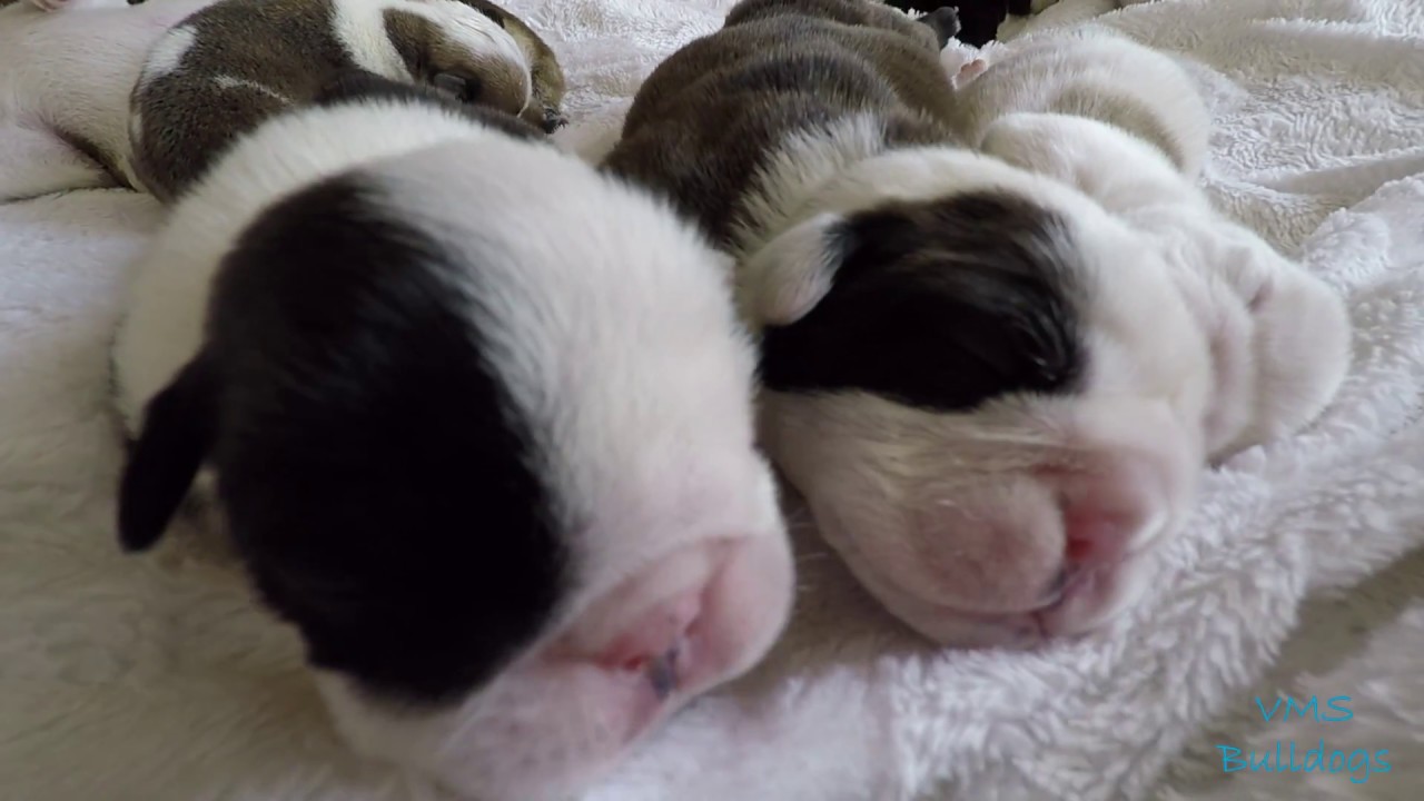 cute videos of puppies Kimba & Breky Pups | VMS Bulldogs