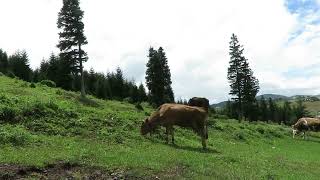 Haçkalıbaba Yaylası -1