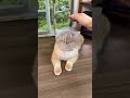 🐱暴れる猫が別猫に!?宇宙船エリザベスカラーが便利すぎた😂✨ #猫用品 #ペット用品