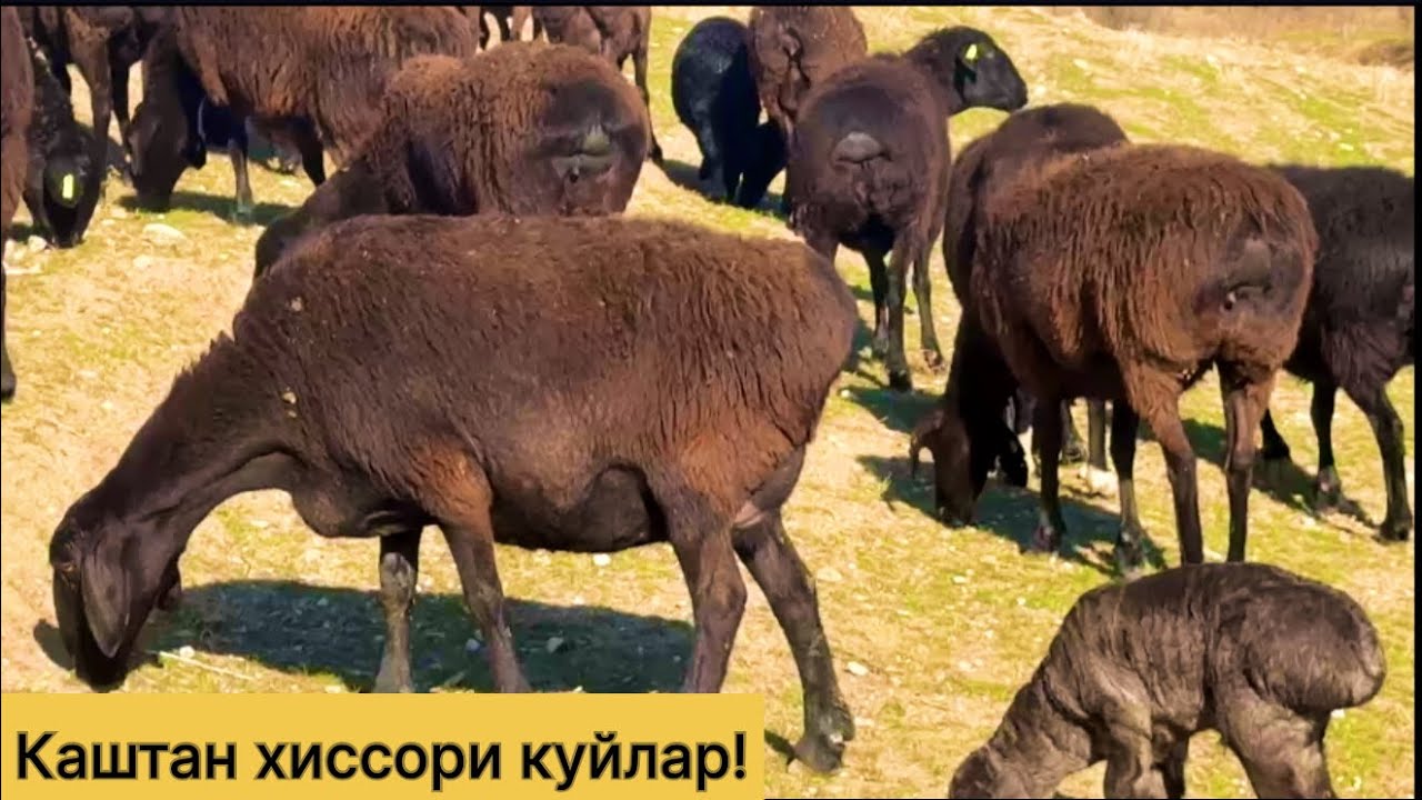 175 бош Каштан хиссори куйлар! 971500095☎️ 883100698☎️ 970703036☎️