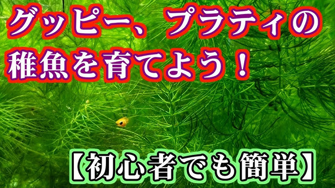 ベタ飼育日記 混泳編 アクアリウムミッキーマウスプラティ Youtube ベタ飼育日記 混泳編 アクアリウムミッキーマウスプラティ Youtube