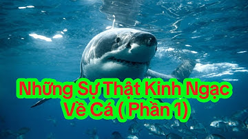 Những Sự Thật Kinh Ngạc Về Cá - Phần 1