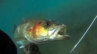 Spearfishing Large Seabass with a Pole spear - Teaser ✅