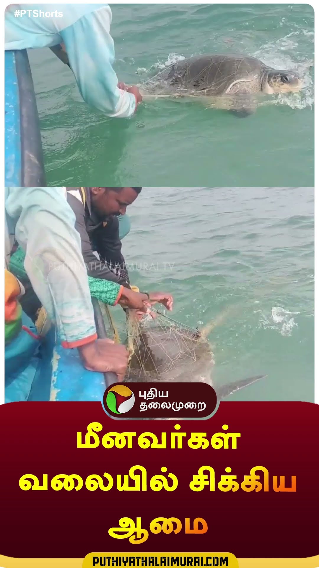 மீன் வரும்ன்னு பார்த்தா ஆமை வந்திருக்கு | #shorts | #Tortoise | #chengalpattu