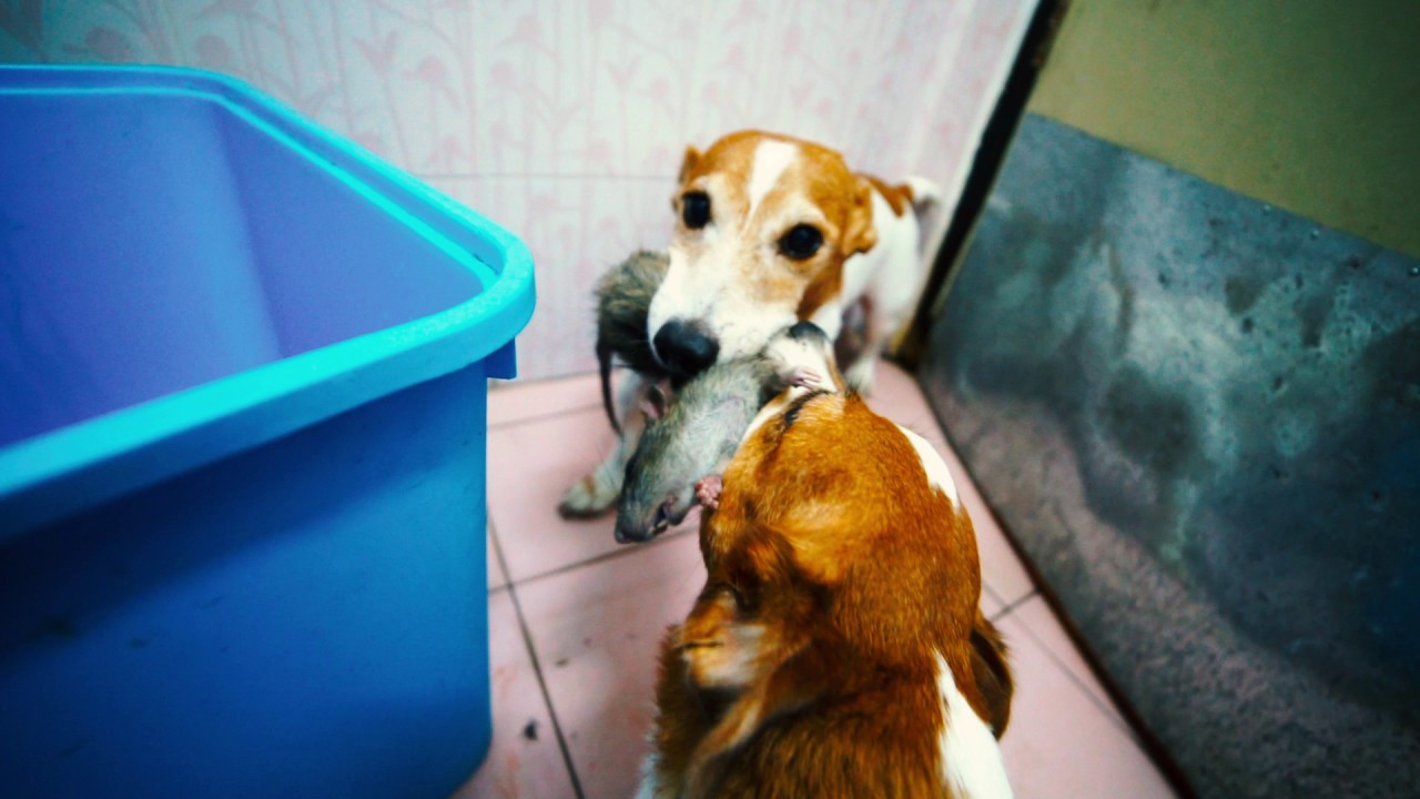 Do jack russell terriers kill rats