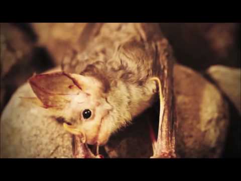 Echolocation Comparative Physiology (Bats and Dolphins)