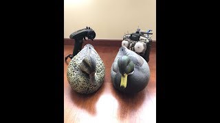 RC duck