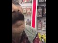 علي اسمع ياعلي ولك ياعلي ماتسمع 