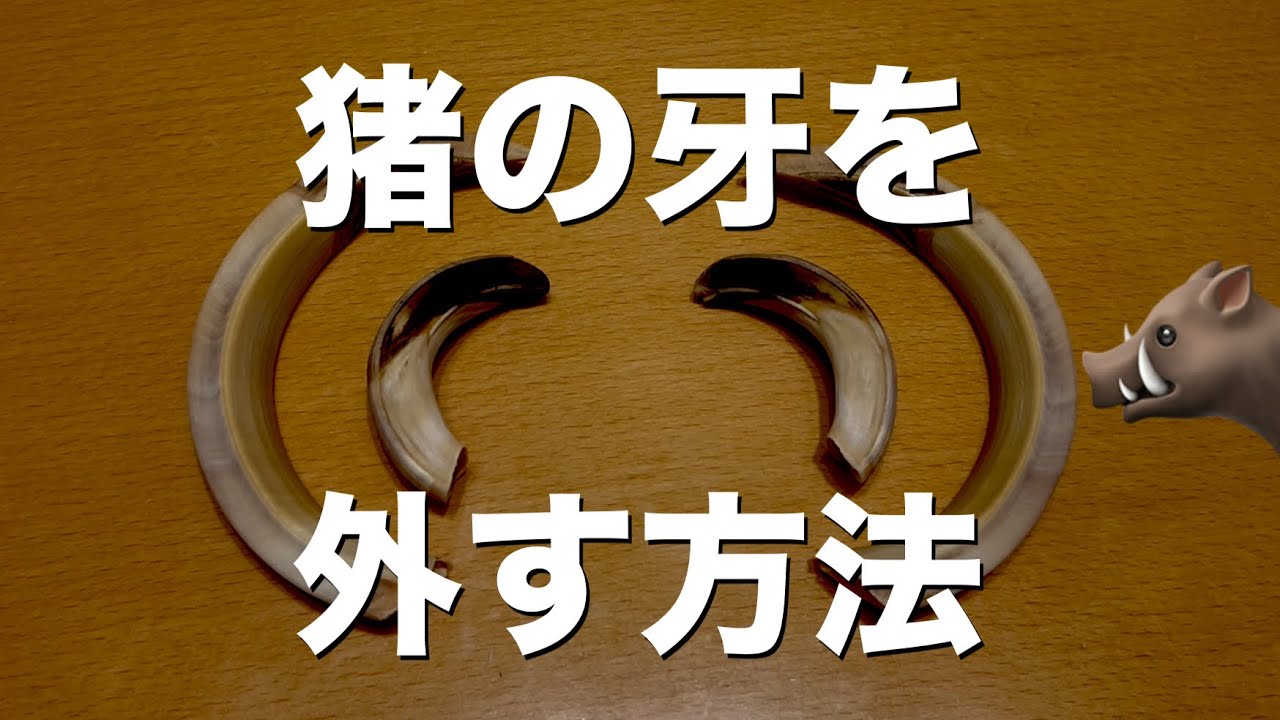 猪の牙を外す方法