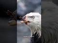 Why Do Eagles Break Their Beaks? 🦅 Life Lessons from the Mighty Eagle