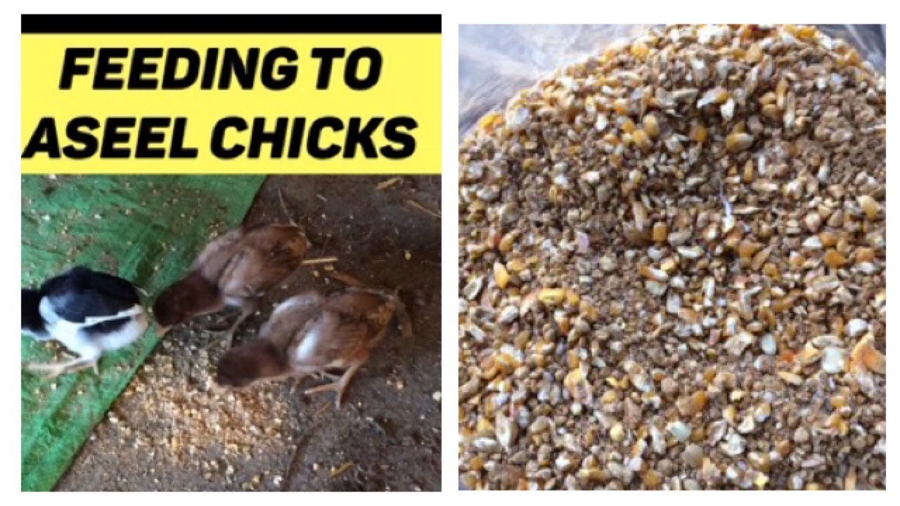 Feeding to Aseel chicks !! What to feed chicks ! What to feed baby