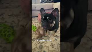 Puppy (ruby) rolls on her back and can’t get up💔🥀😭 #sad #puppy #dog #funny #viralshorts #cute #67