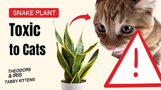 Detailed Snake Plant Toxic to Cats | Risks, Symptoms & Pet-Safe Alternatives Details