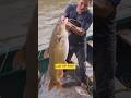 कमाल कर दिया भाई ने इतना बड़ा मछली #fishing #fishingvideo #fishingvideo #fishingworld #fishingdaily