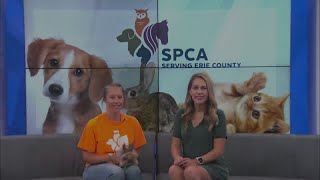 SPCA Monday: Lionel
