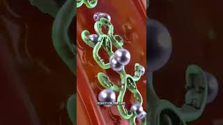 pathophysiological effect of the parathyroid hormone #Parathyroid hormone