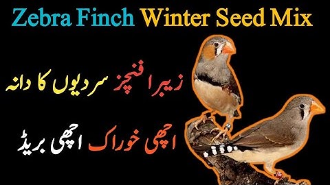 Zebra Finch Winter Seed Mix | Finches Diet Plan | Java Winter Food | Mini Zoo