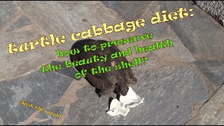 Turtle Cabbage Diet How To Preserve The Beauty And Health Of The Shell?