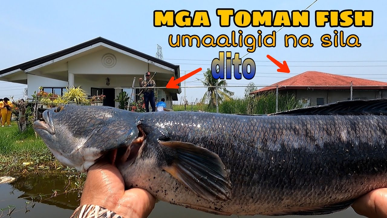 NAGSILAKIHAN NA MGA TOMAN FISH nasa tabi lang sila / airgun fishing