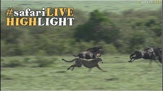 Cheetah coalition hunt down Wildebeest youngster