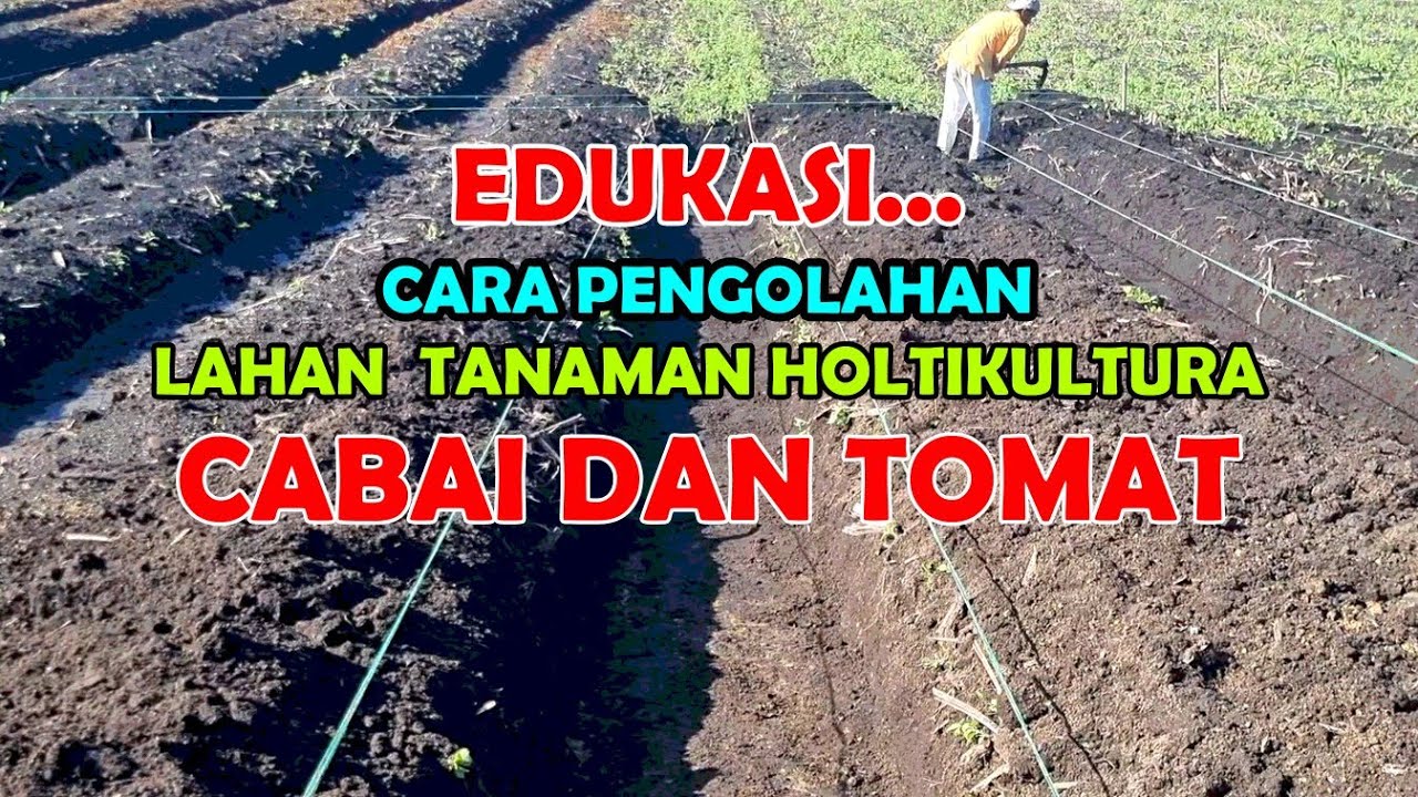 Edukasi... Cara Pengolahan Lahan Tanaman Holtikultura Cabai Dan Tomat 🌶🍅