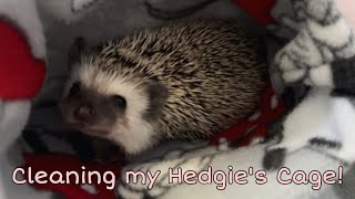 Six Things to Consider BEFORE Buying a Hedgehog + How I Clean My Hedgehog’s Cage by Jasmine the Waffle 46 views 10 months ago 5 minutes, 36 seconds