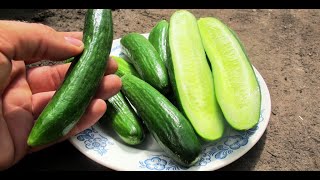 Огурцы Бакинские. Одни из самых вкусных и ароматных огурцов! Это не гибрид