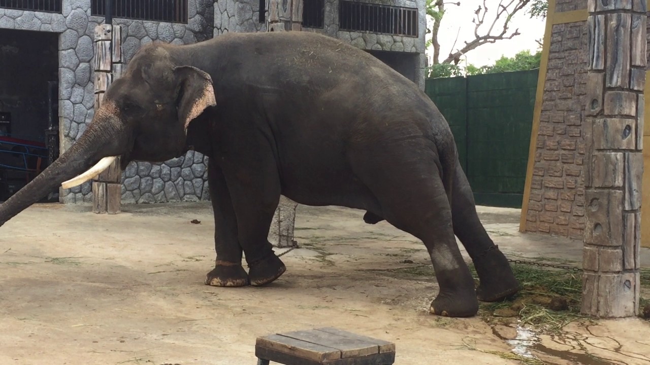 beruang madu kurus When the show is over, its legs are chained.