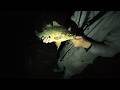 He SMASHED the Live Worm (Freshwater Fishing)