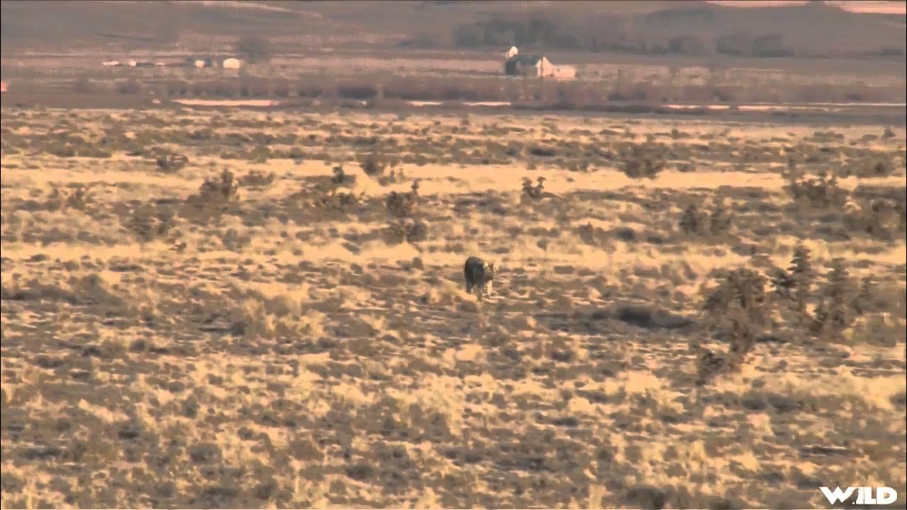 Predator Quest Les Johnson After Predators YouTube