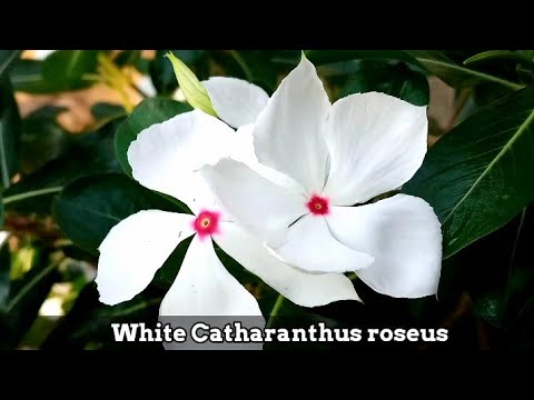 White Catharanthus Roseus Known As The