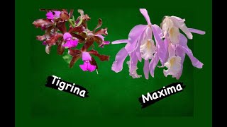 Show & Tell - Cattleya Maxima Concolor And C. Tigrina