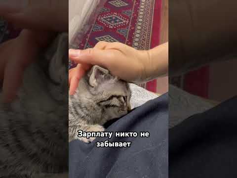 У женщины память лучше! #веселыекоты #прикольныекоты #котики #видосыоткота #юмор #красиваякошка