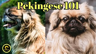 10 Facts About the Pekingese