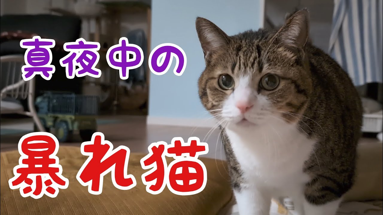 ウンチングハイじゃないバージョンお見せします！【真夜中の暴れ猫