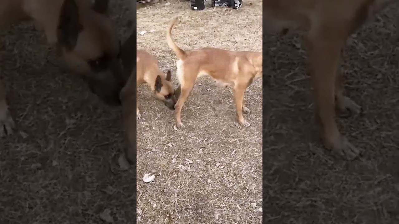 Amazi activitiesng dog#& 3