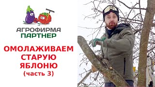 ОМОЛАЖИВАЕМ СТАРУЮ ЯБЛОНЮ. ОБРЕЗКА И ФОРМИРОВАНИЕ КРОНЫ. (часть 3)