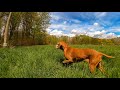 The Dog - Our Best Friend | Vizsla | Wyżeł Węgierski Krótkowłosy