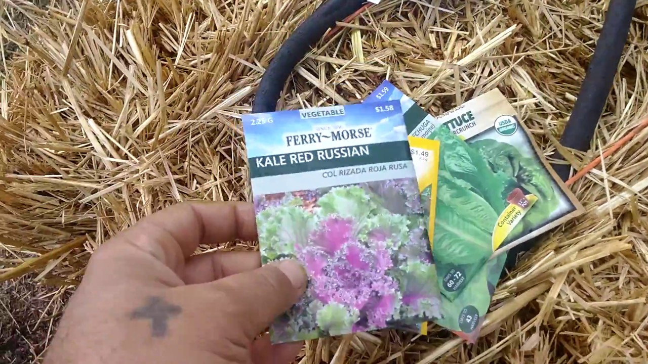 Straw Bale Gardening Day 92 (New Bales, Right in Time for Spring