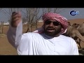 مسلسل حاير طاير الجزء 3 الناقة 