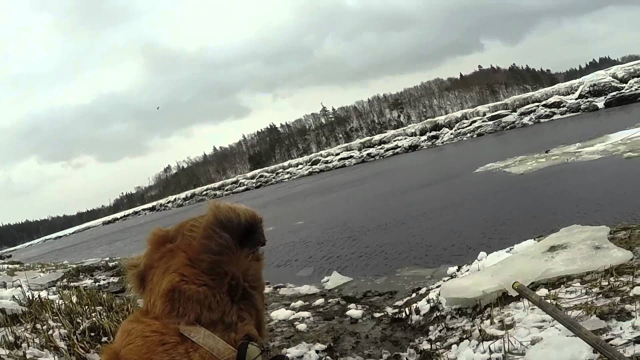 nova scotia duck hunting 201415 YouTube
