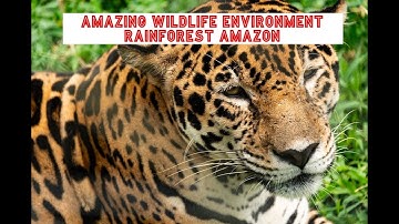 WILDLIFE IN THE AMAZON RAINFOREST FULL 4K