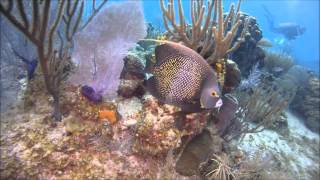 Grand Cayman - Sunset House Dive Resort - Scuba Diving