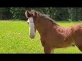 equestrian tiktok compilation / part 8