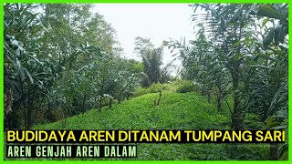 BUDIDAYA AREN GENJAH AREN DALAM DITANAM HOMOGEN DAN TUMPANG SARI DENGAN PALAWIJA@agrotvindonesia