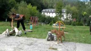 irsky terier (irish terrier) - sonny a jerry vycvik by zajkoj 4,040 views 14 years ago 1 minute, 53 seconds