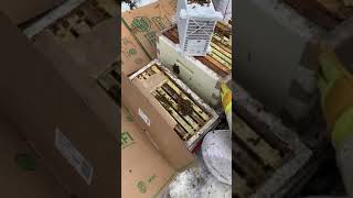 Installing a 2 queen Hive part 1.